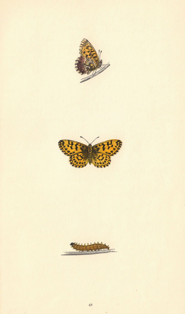 BRITISH BUTTERFLIES. Weaver's Fritillary. MORRIS 1865 old antique print