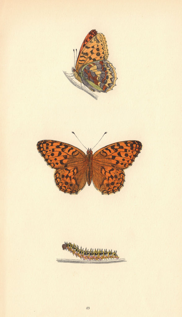 BRITISH BUTTERFLIES. High Brown Fritillary. MORRIS 1865 old antique print