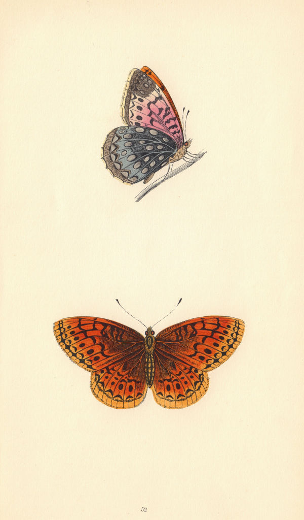 BRITISH BUTTERFLIES. Venus Fritillary. MORRIS 1865 old antique print picture