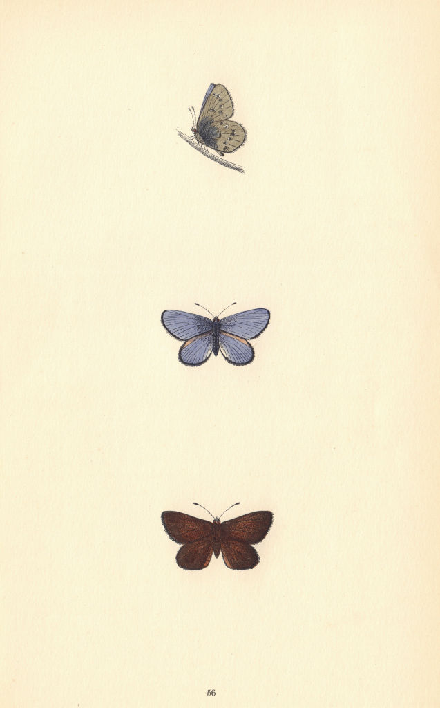 BRITISH BUTTERFLIES. Mazarine Blue. MORRIS 1865 old antique print picture