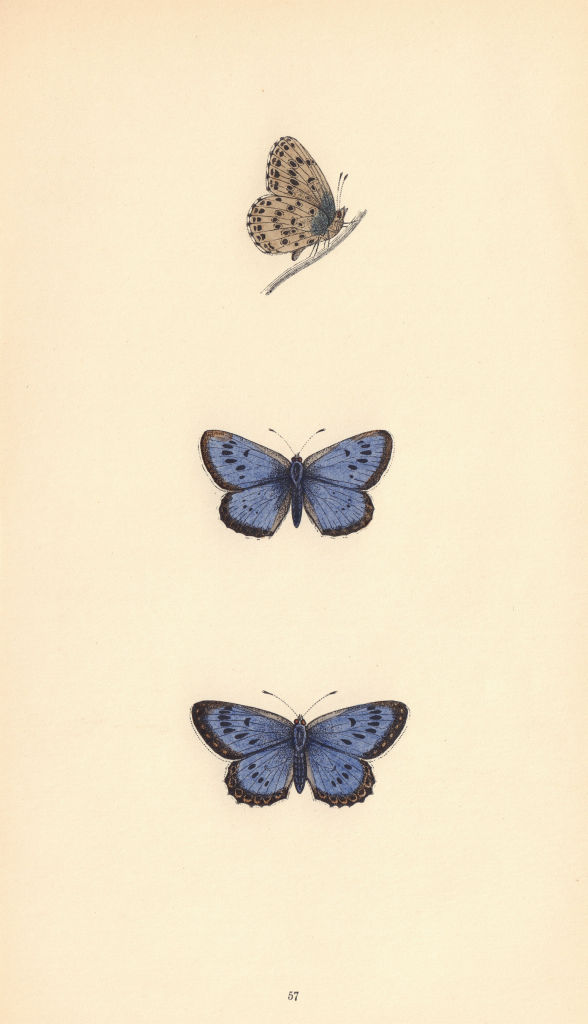 BRITISH BUTTERFLIES. Large Blue. MORRIS 1865 old antique vintage print picture