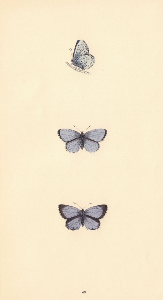 BRITISH BUTTERFLIES. Holly Blue. MORRIS 1865 old antique vintage print picture