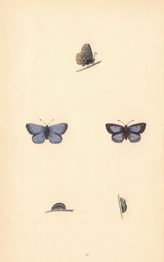 BRITISH BUTTERFLIES. Common Blue. MORRIS 1865 old antique print picture