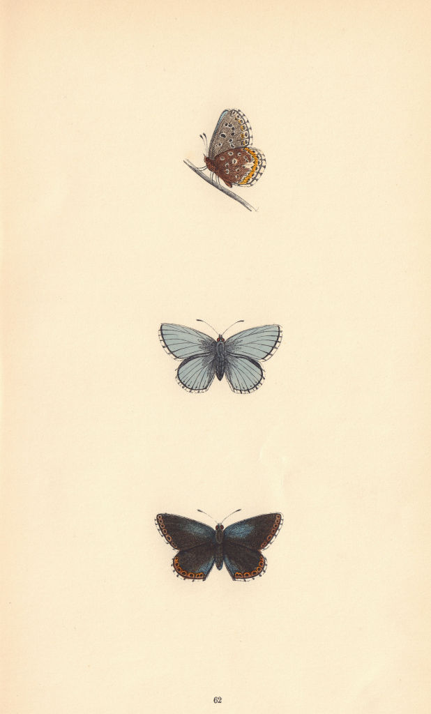 BRITISH BUTTERFLIES. Clifden Blue. MORRIS 1865 old antique print picture