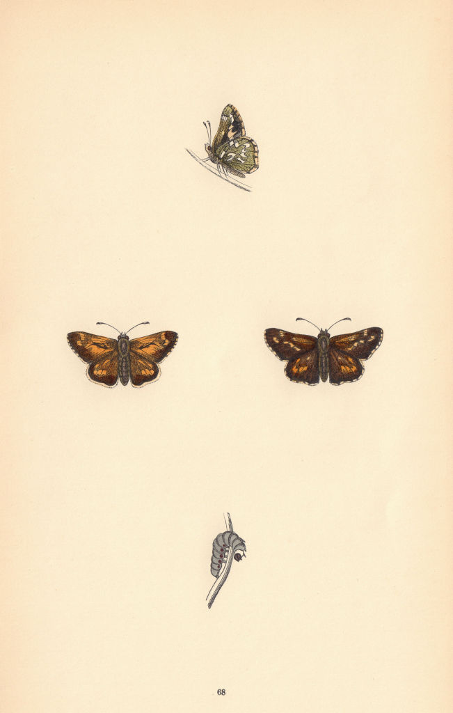 BRITISH BUTTERFLIES. Silver-spotted Skipper. MORRIS 1865 old antique print