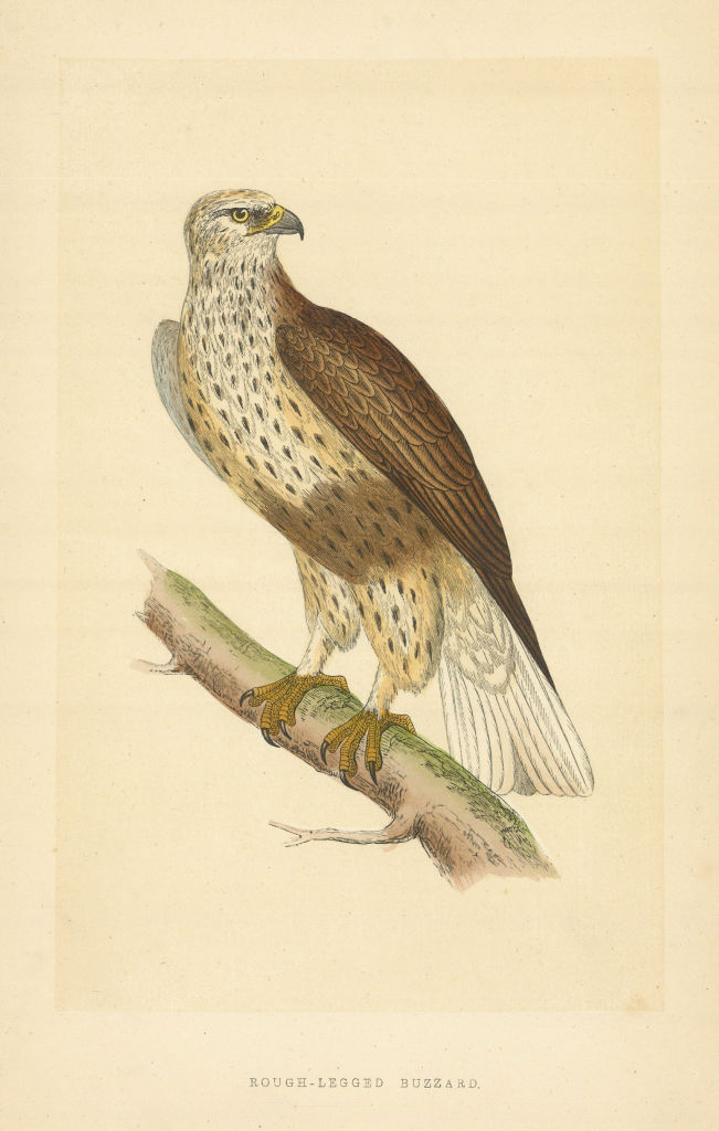 Rough-legged Buzzard. Morris's British Birds. Antique colour print 1868