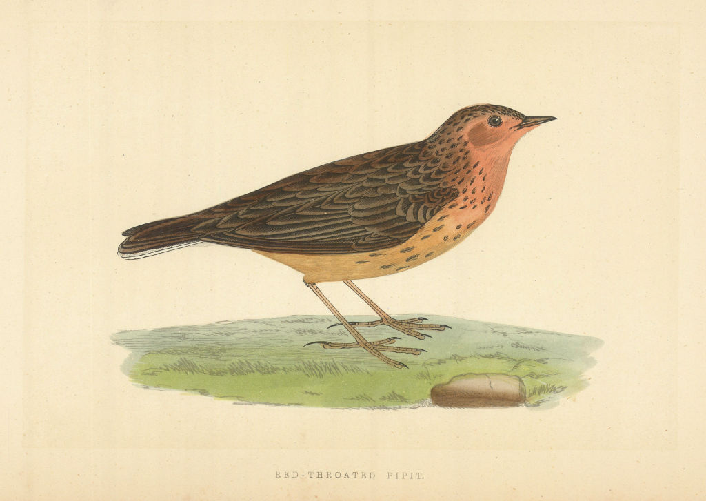 Red-Throated Pipit. Morris's British Birds. Antique colour print 1868