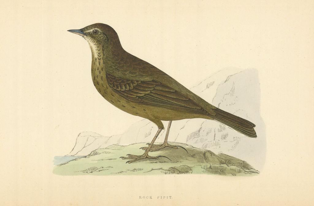 Rock Pipit. Morris's British Birds. Antique colour print 1868 old