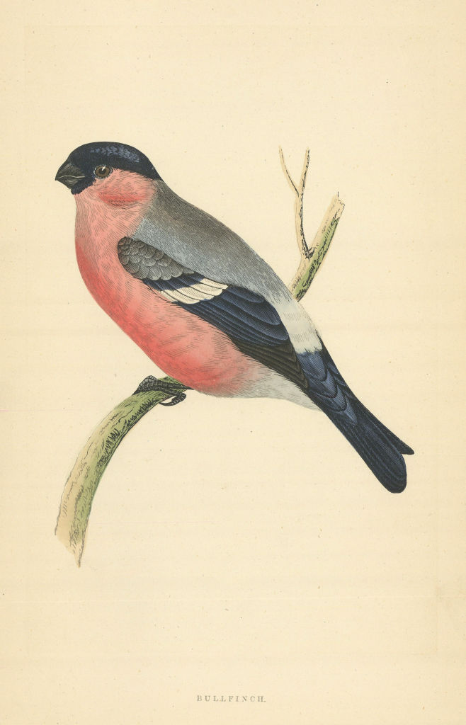 Bullfinch. Morris's British Birds. Antique colour print 1868 old