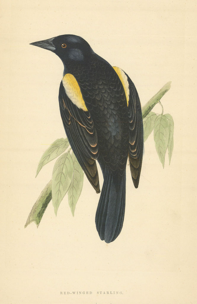 Red-winged Starling. Morris's British Birds. Antique colour print 1868
