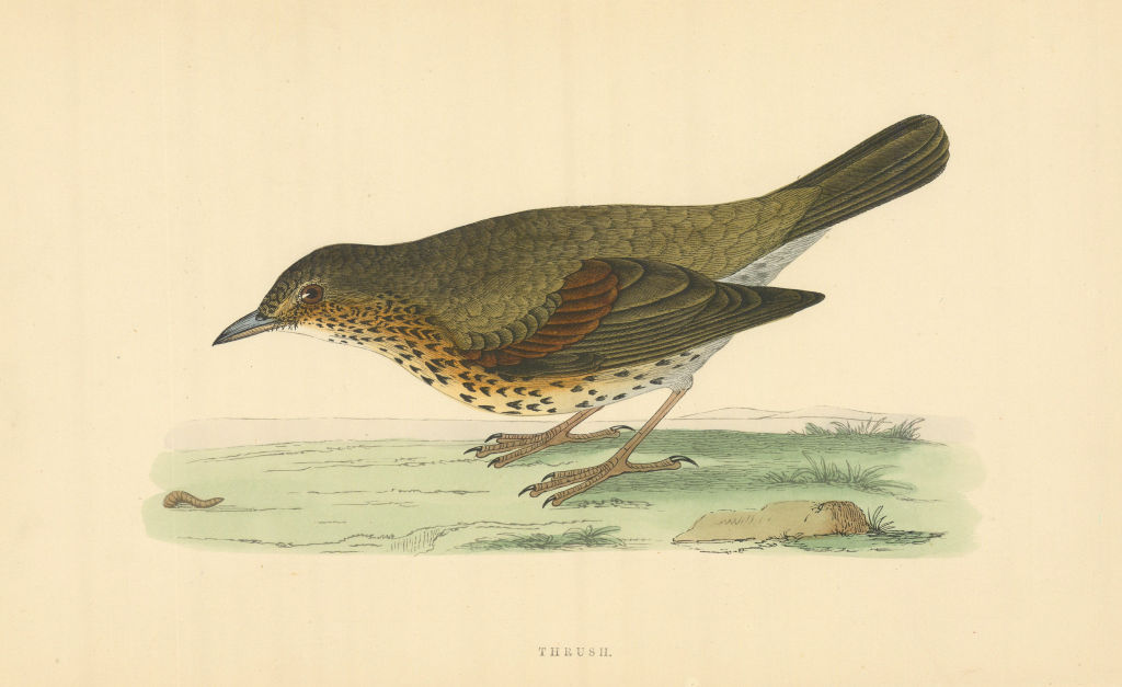 Thrush. Morris's British Birds. Antique colour print 1868 old