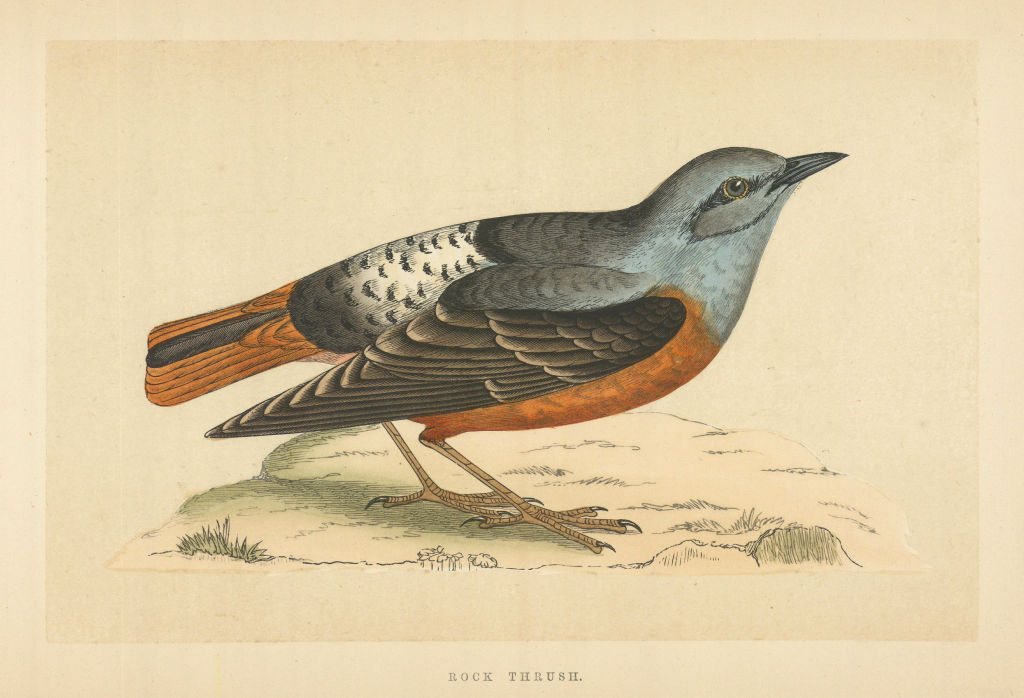 Rock Thrush. Morris's British Birds. Antique colour print 1868 old
