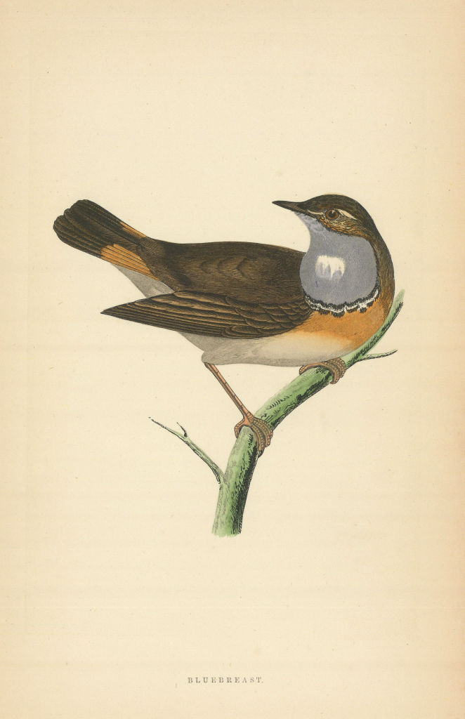 Bluebreast. Morris's British Birds. Antique colour print 1868 old