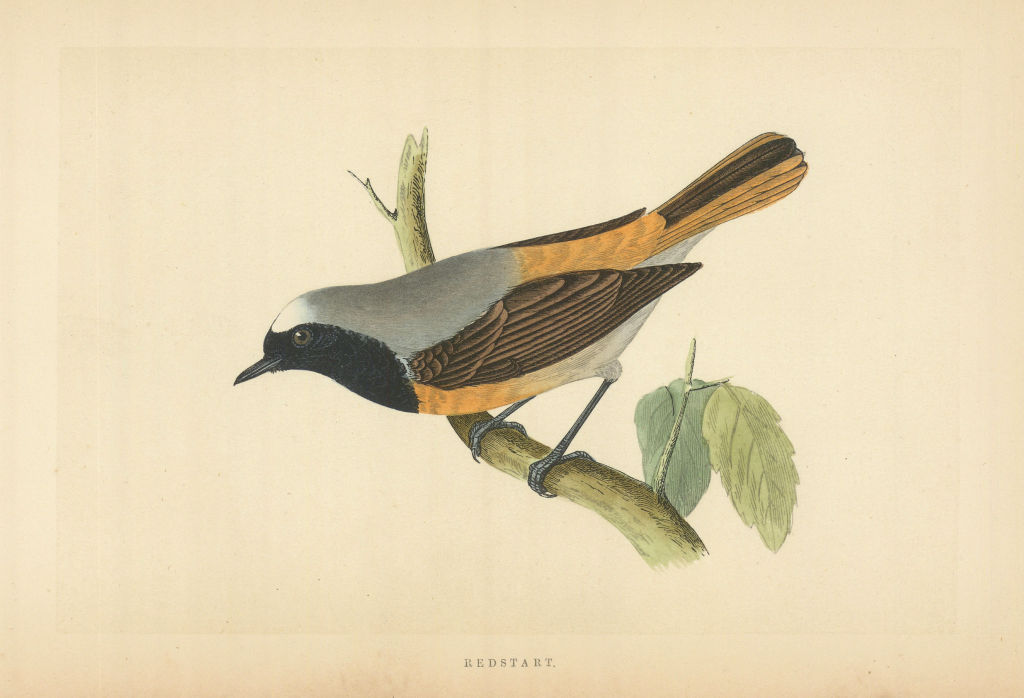 Redstart. Morris's British Birds. Antique colour print 1868 old