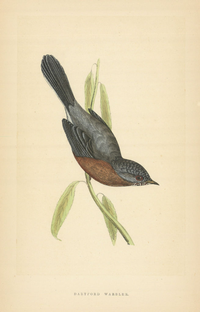 Dartford Warbler. Morris's British Birds. Antique colour print 1868 old
