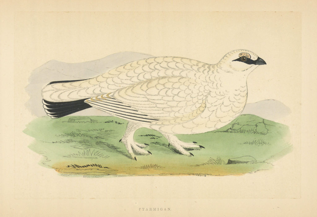 Ptarmigan. Morris's British Birds. Antique colour print 1868 old