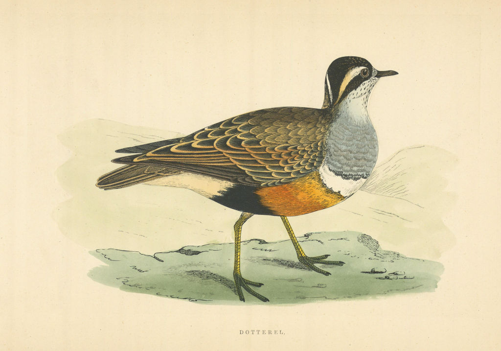 Dotterel. Morris's British Birds. Antique colour print 1868 old