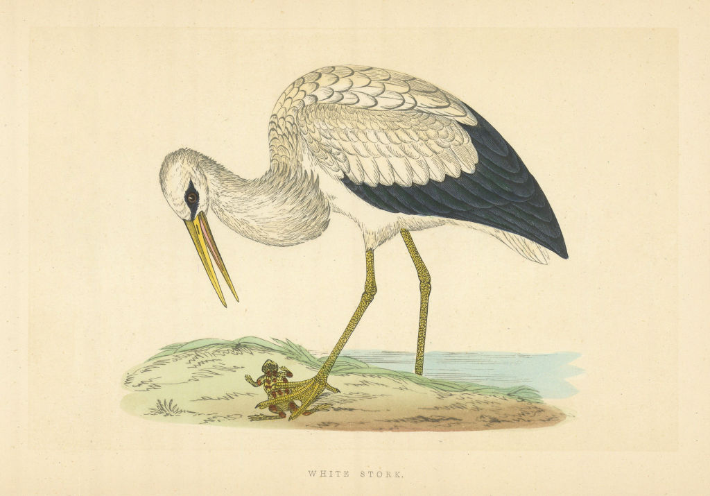 Associate Product White Stork. Morris's British Birds. Antique colour print 1868 old