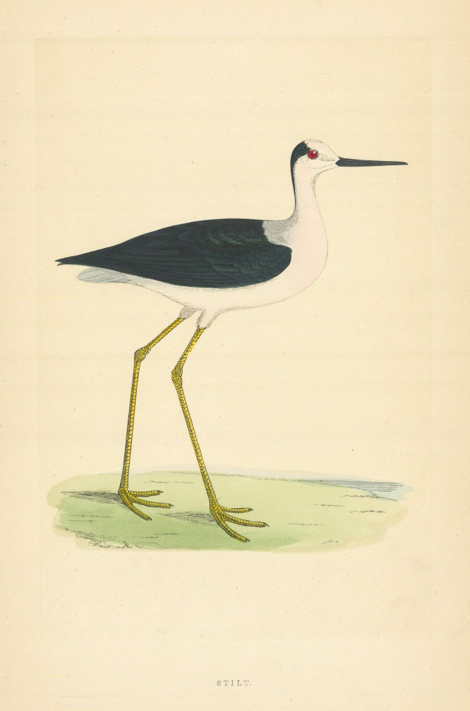 Stilt. Morris's British Birds. Antique colour print 1868 old