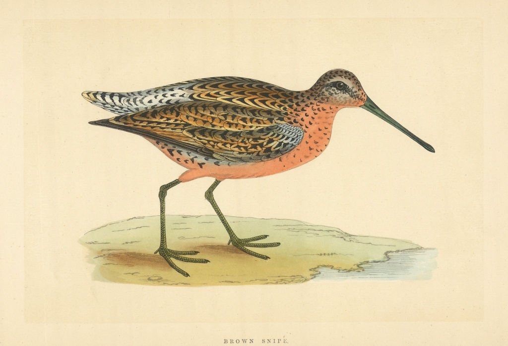 Brown Snipe. Morris's British Birds. Antique colour print 1868 old