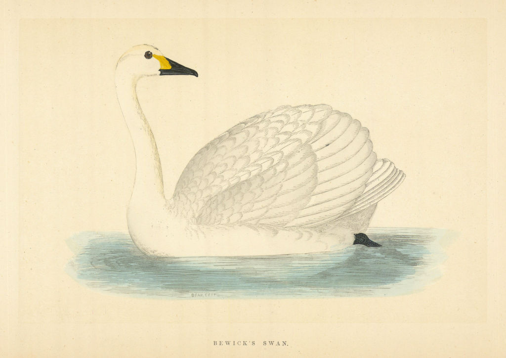 Bewick's Swan. Morris's British Birds. Antique colour print 1868 old