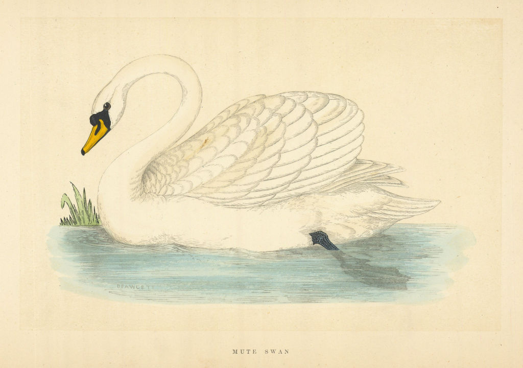 Mute Swan. Morris's British Birds. Antique colour print 1868 old