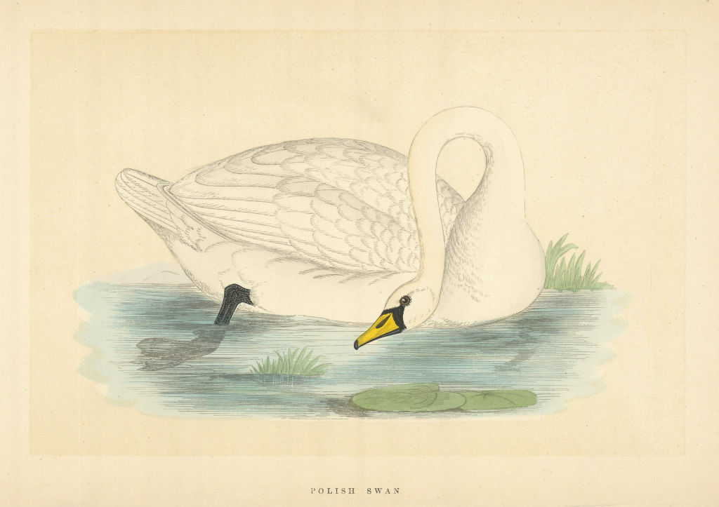 Polish Swan. Morris's British Birds. Antique colour print 1868 old