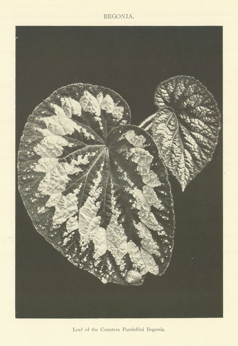 BEGONIA. Leaf of the Countess Pandolfini Begonia. Plants 1907 old print