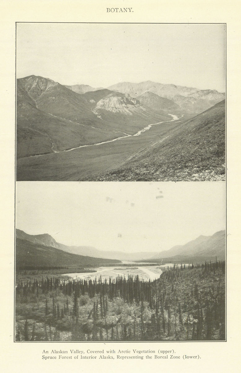 Alaskan Valley Arctic Vegetation. Interior Spruce Forest Boreal Zone 1907