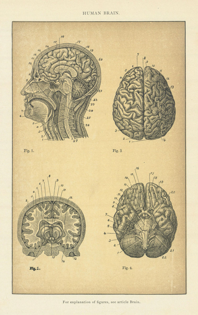 Human Brain. Anatomy 1907 old antique vintage print picture