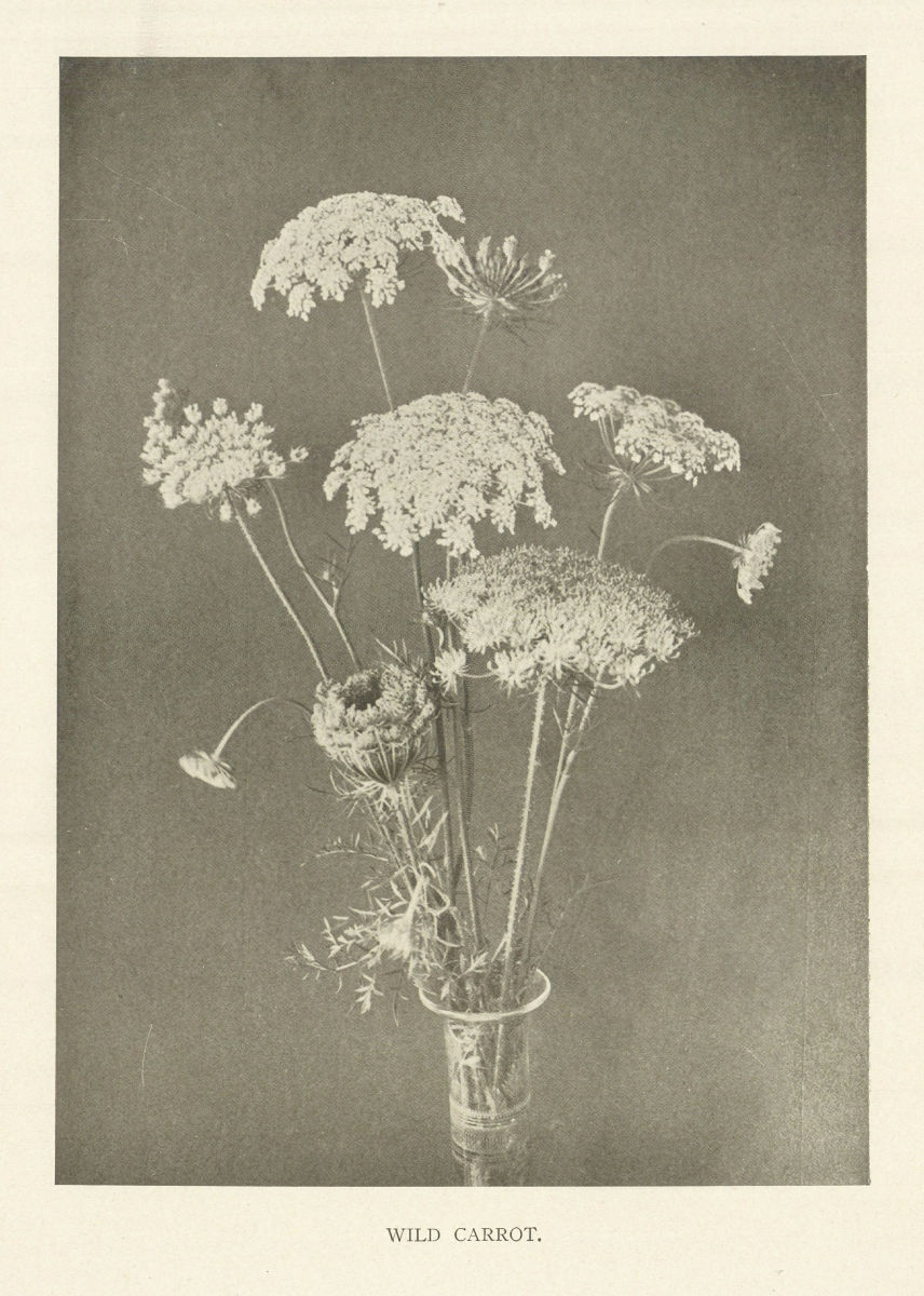 Wild Carrot. Flowers 1907 old antique vintage print picture