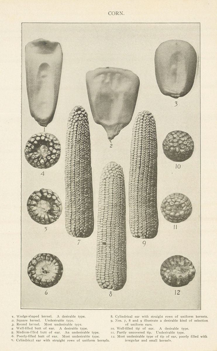 CORN. Wedge-shaped Square Round kernel. butt of ear Cylindrical ear tip 1907
