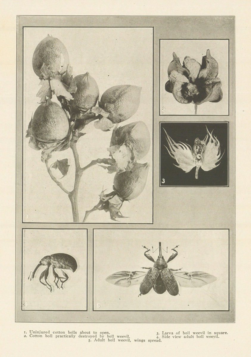 Uninjured cotton bolls. weevil larva & adult 1907 old antique print picture