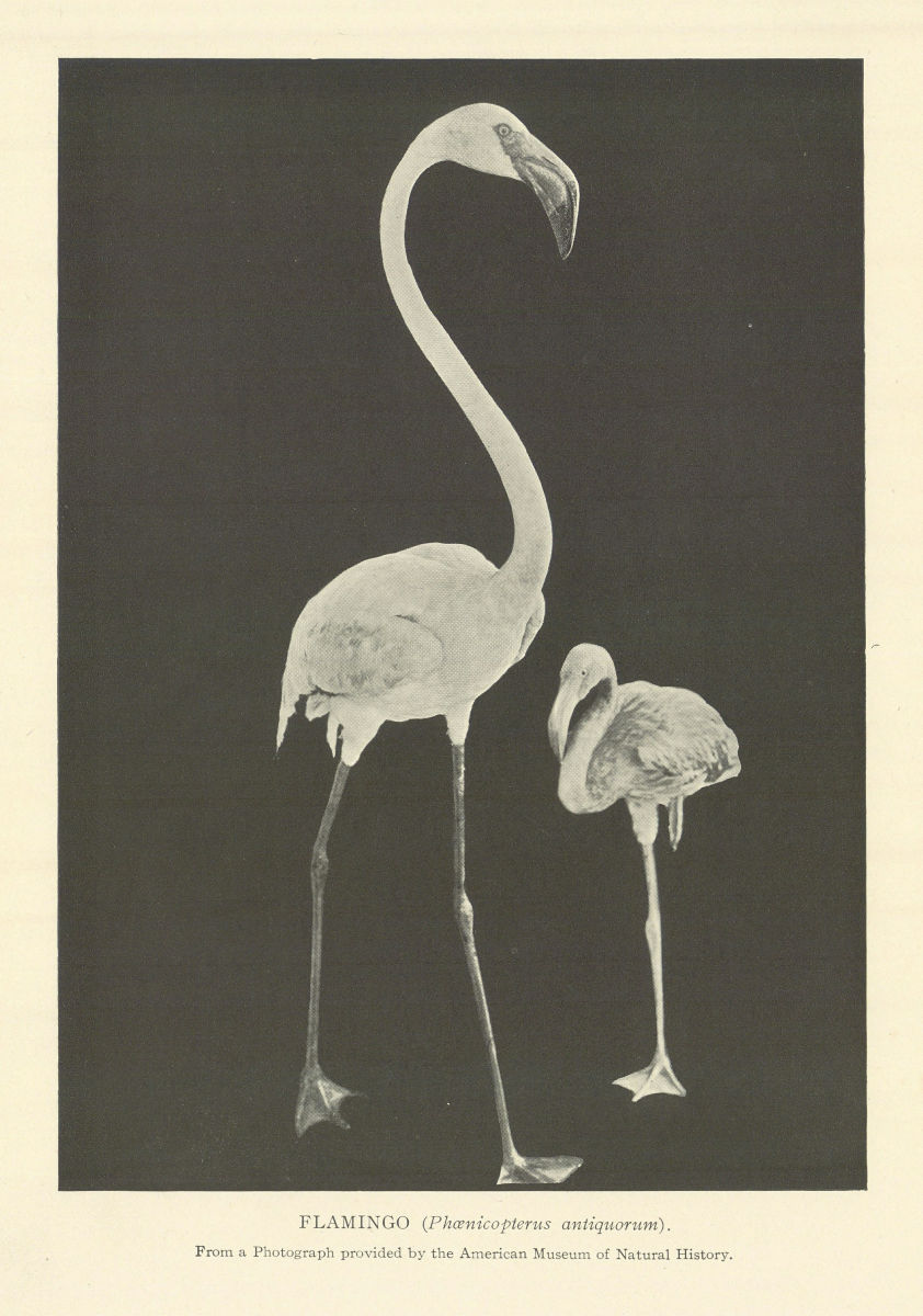 FLAMINGO (Phoenicopterus antiquorum) 1907 old antique vintage print picture