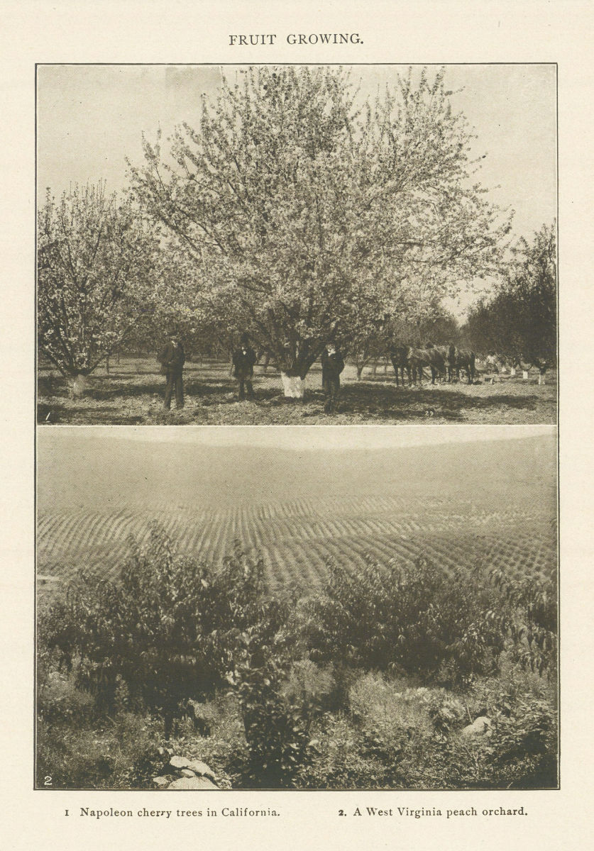 FRUIT GROWING Napoleon cherry trees California. West Virginia peach orchard 1907