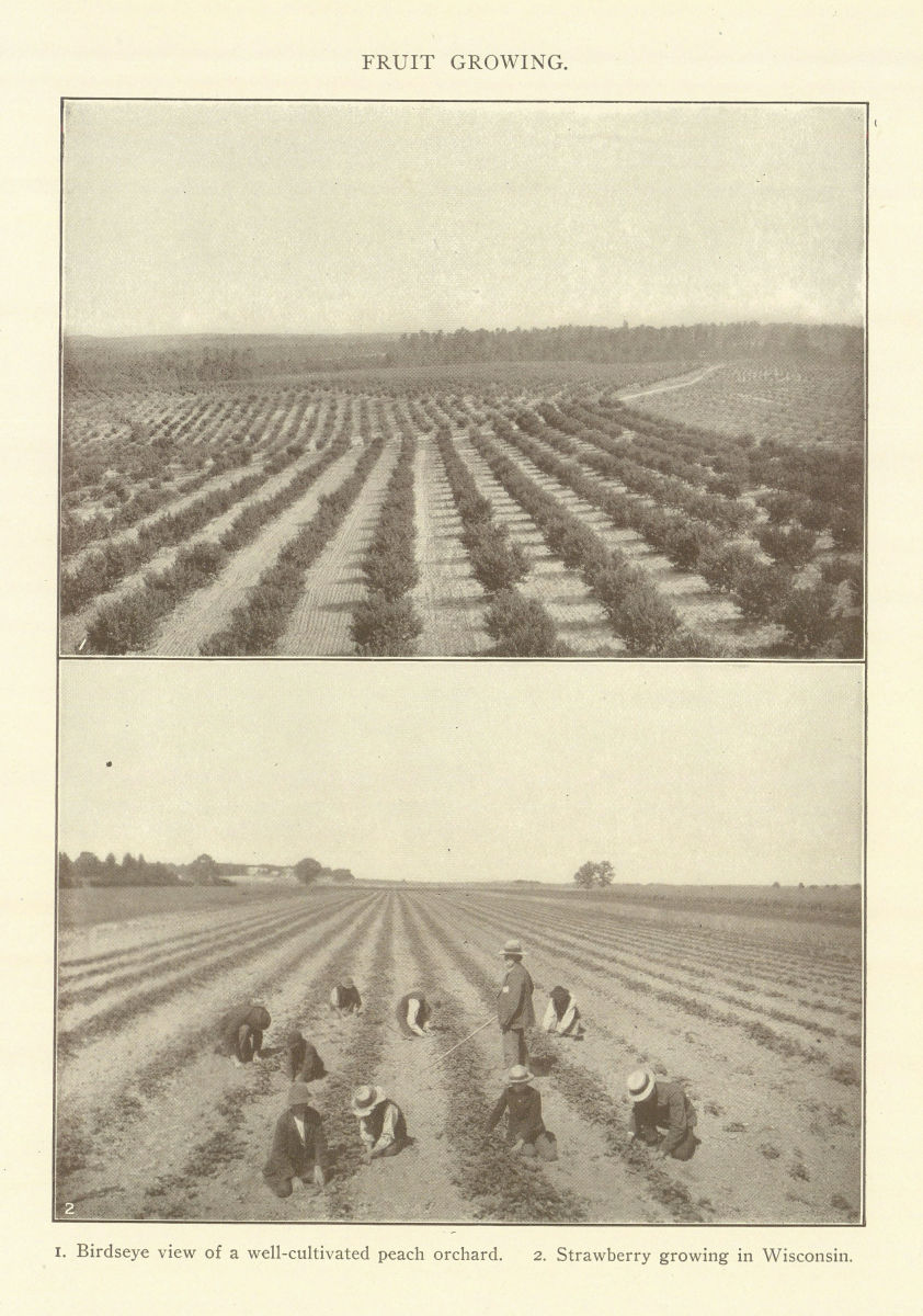 FRUIT GROWING. A well-cultivated peach orchard. Strawberries in Wisconsin 1907