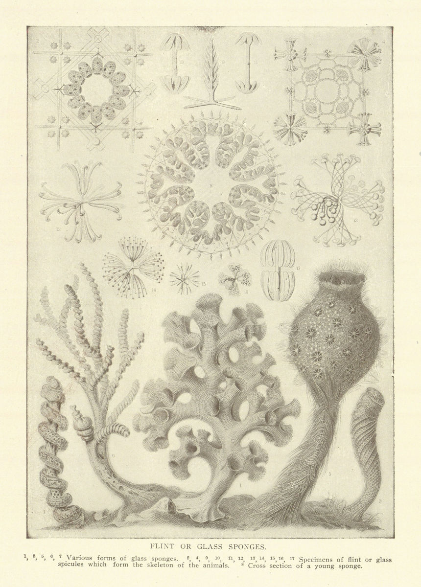 FLINT OR GLASS SPONGES. Specimens animal skeletons. Cross section 1907 print