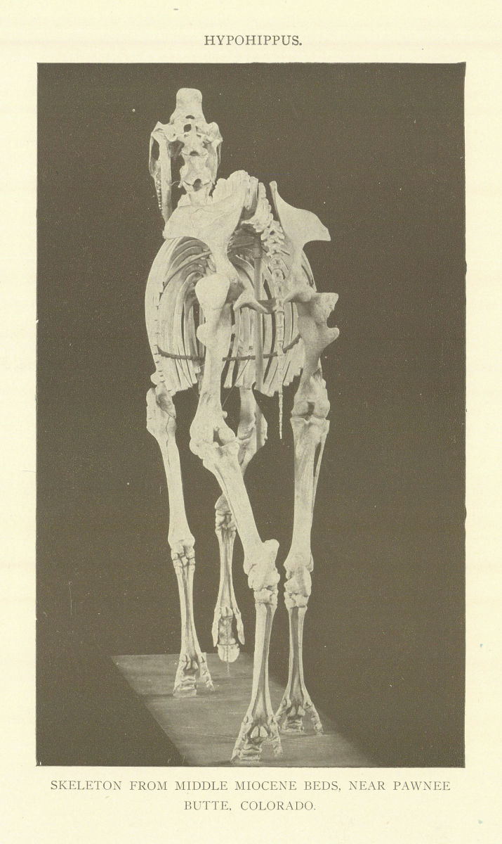Hypohippus. Skeleton From Middle Miocene Beds, Pawnee Butte, Colorado 1907