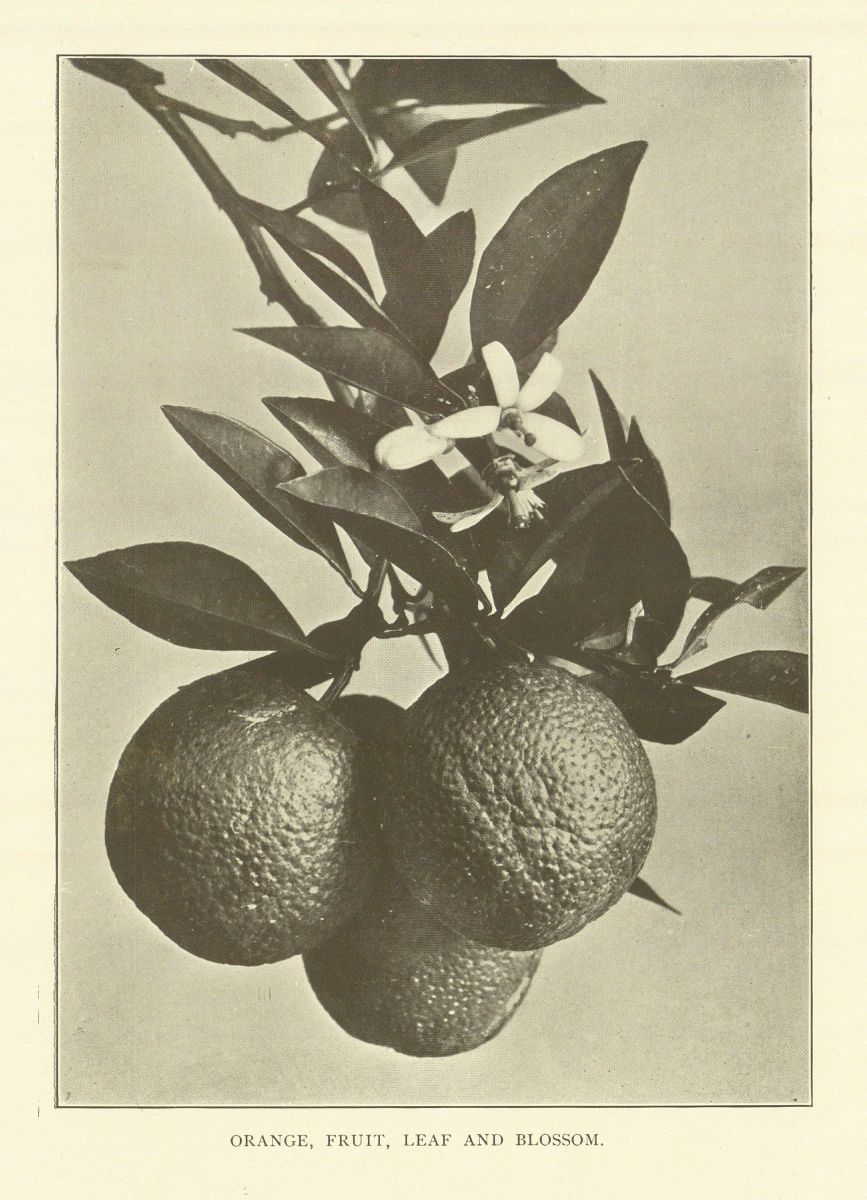 Orange, Fruit, Leaf And Blossom. Flowers 1907 old antique print picture