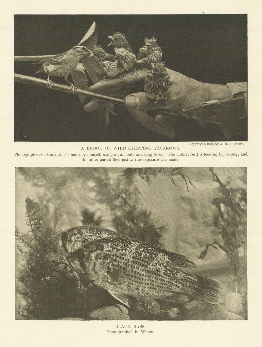 A BROOD of WILD CHIPPING SPARROWS. BLACK BASS. Birds fish 1907 old print