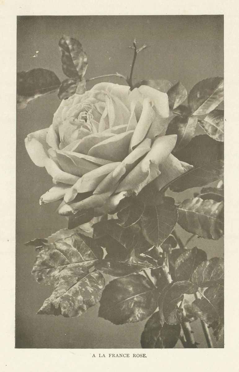 A La France Rose 1907 old antique vintage print picture
