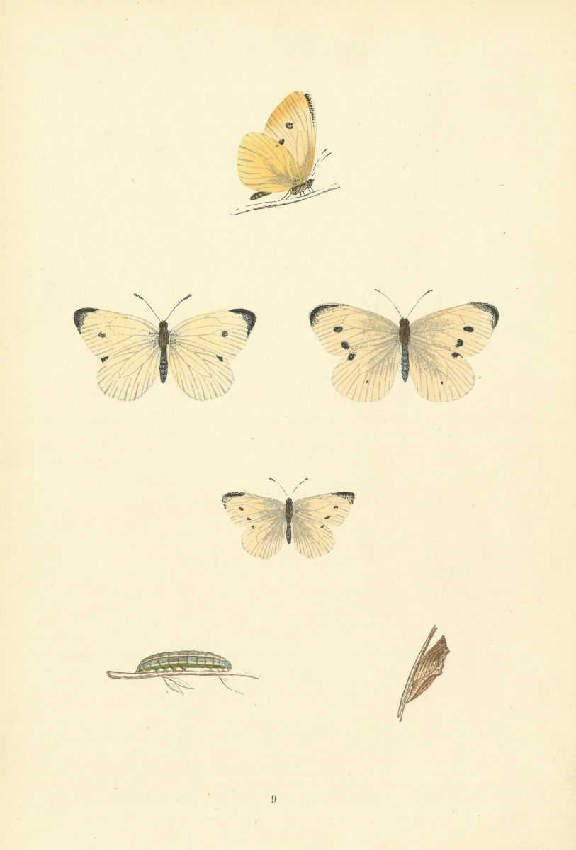 BRITISH BUTTERFLIES. Small White. MORRIS 1893 old antique print picture