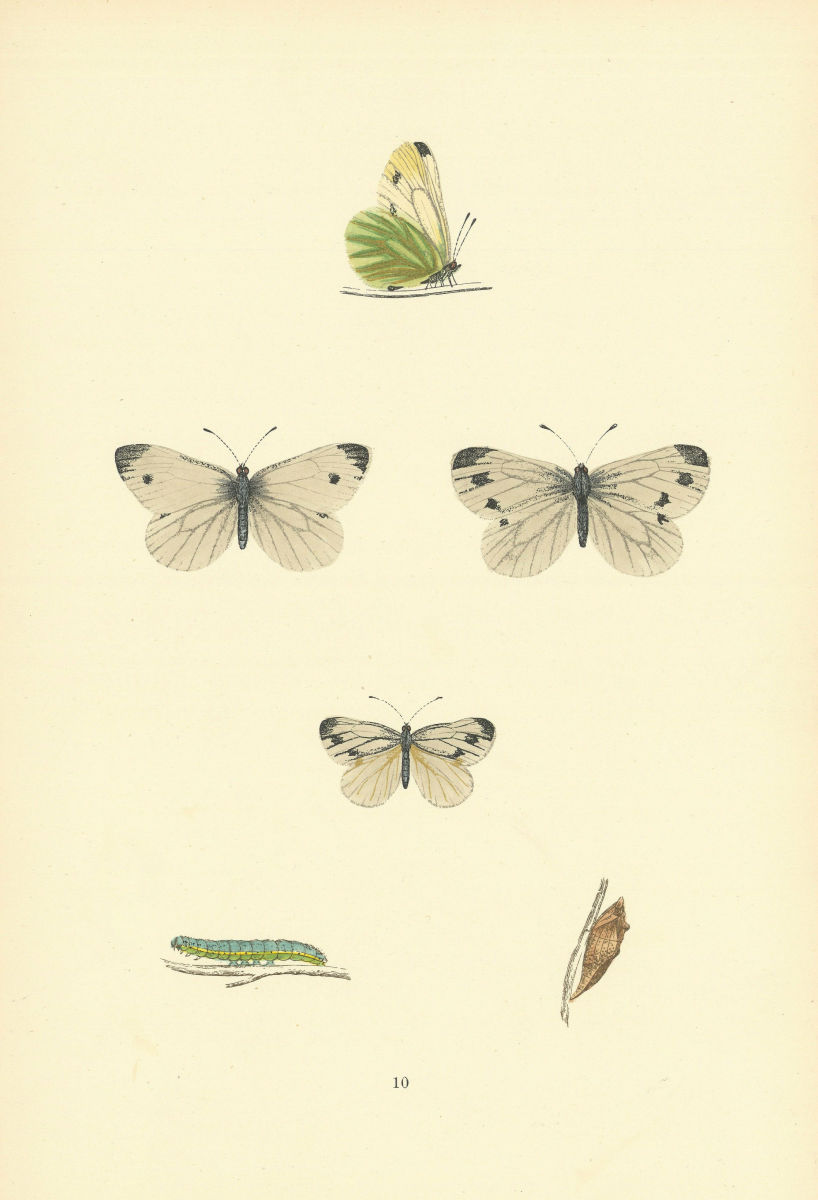 BRITISH BUTTERFLIES. Green Veined. MORRIS 1893 old antique print picture