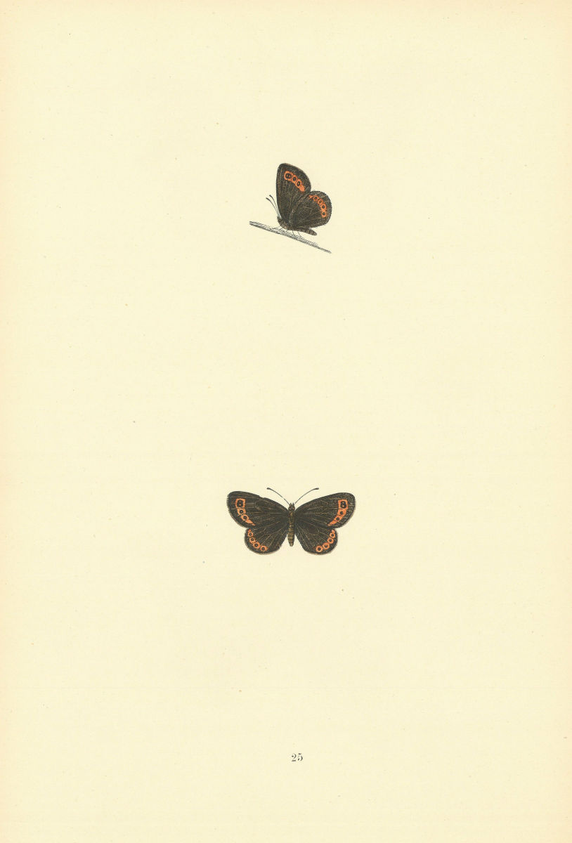 BRITISH BUTTERFLIES. Small Ringlet. MORRIS 1893 old antique print picture