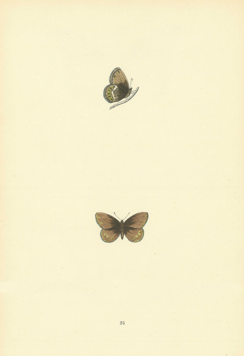 Associate Product BRITISH BUTTERFLIES. Silver-bordered Ringlet. MORRIS 1893 old antique print