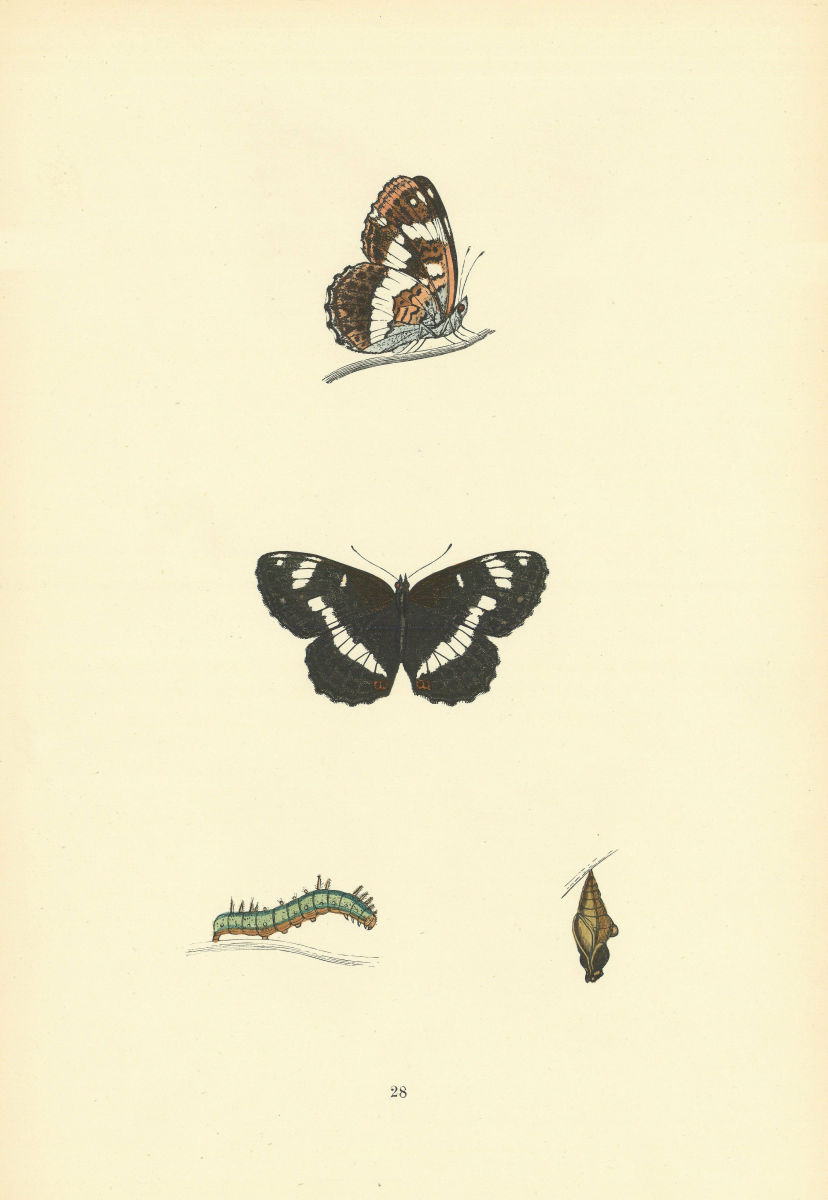 Associate Product BRITISH BUTTERFLIES. White Admiral. MORRIS 1893 old antique print picture