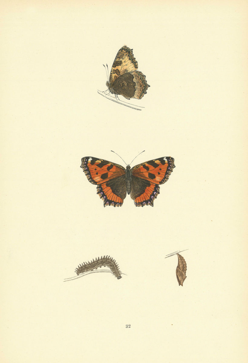 BRITISH BUTTERFLIES. Small Tortoise-shell. MORRIS 1893 old antique print