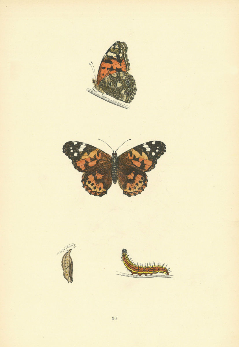 BRITISH BUTTERFLIES. Painted Lady. MORRIS 1893 old antique print picture