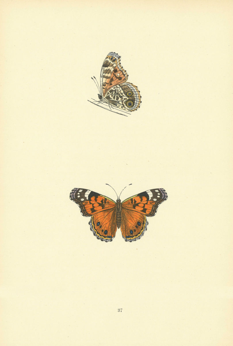 BRITISH BUTTERFLIES. Scarce Painted Lady. MORRIS 1893 old antique print