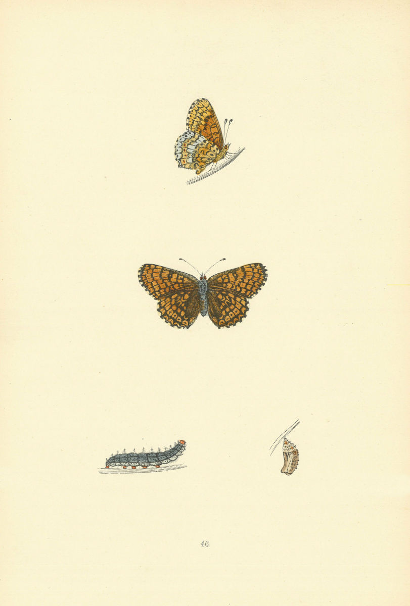 BRITISH BUTTERFLIES. Glanville Fritillary. MORRIS 1893 old antique print